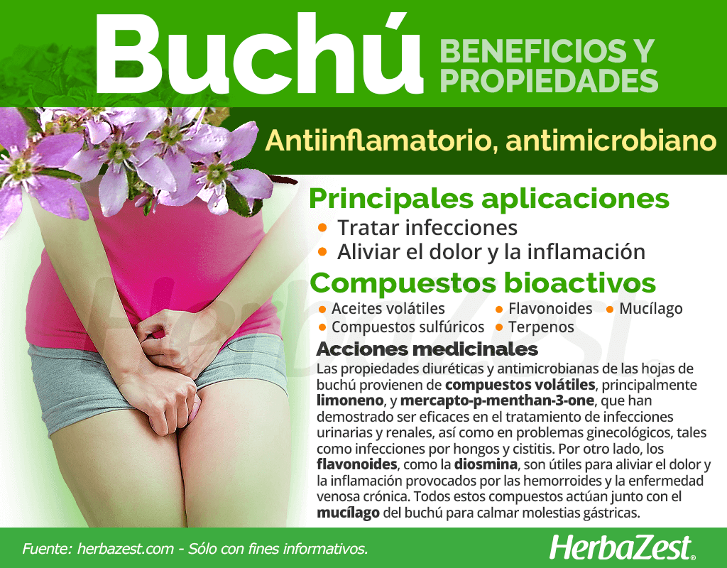 Beneficios y propiedades del buchú