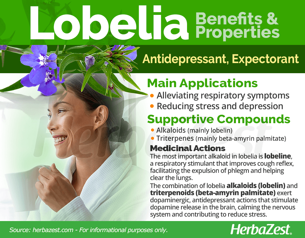 Lobelia Benefits and Properties