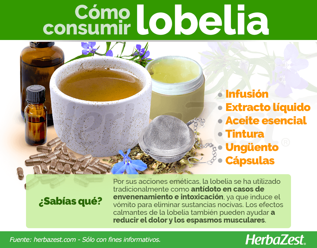 Cómo consumir lobelia