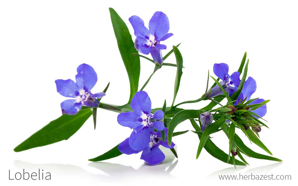 Lobelia