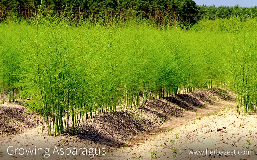 where does asparagus grow