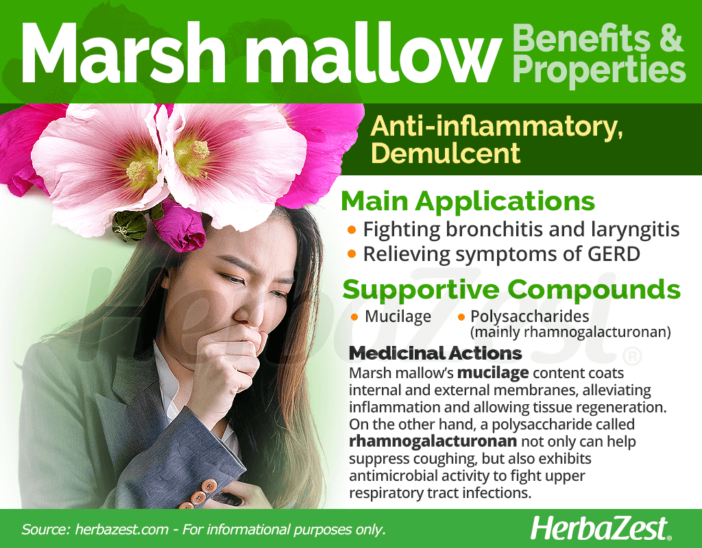 Marsh Mallow Benefits and Properties