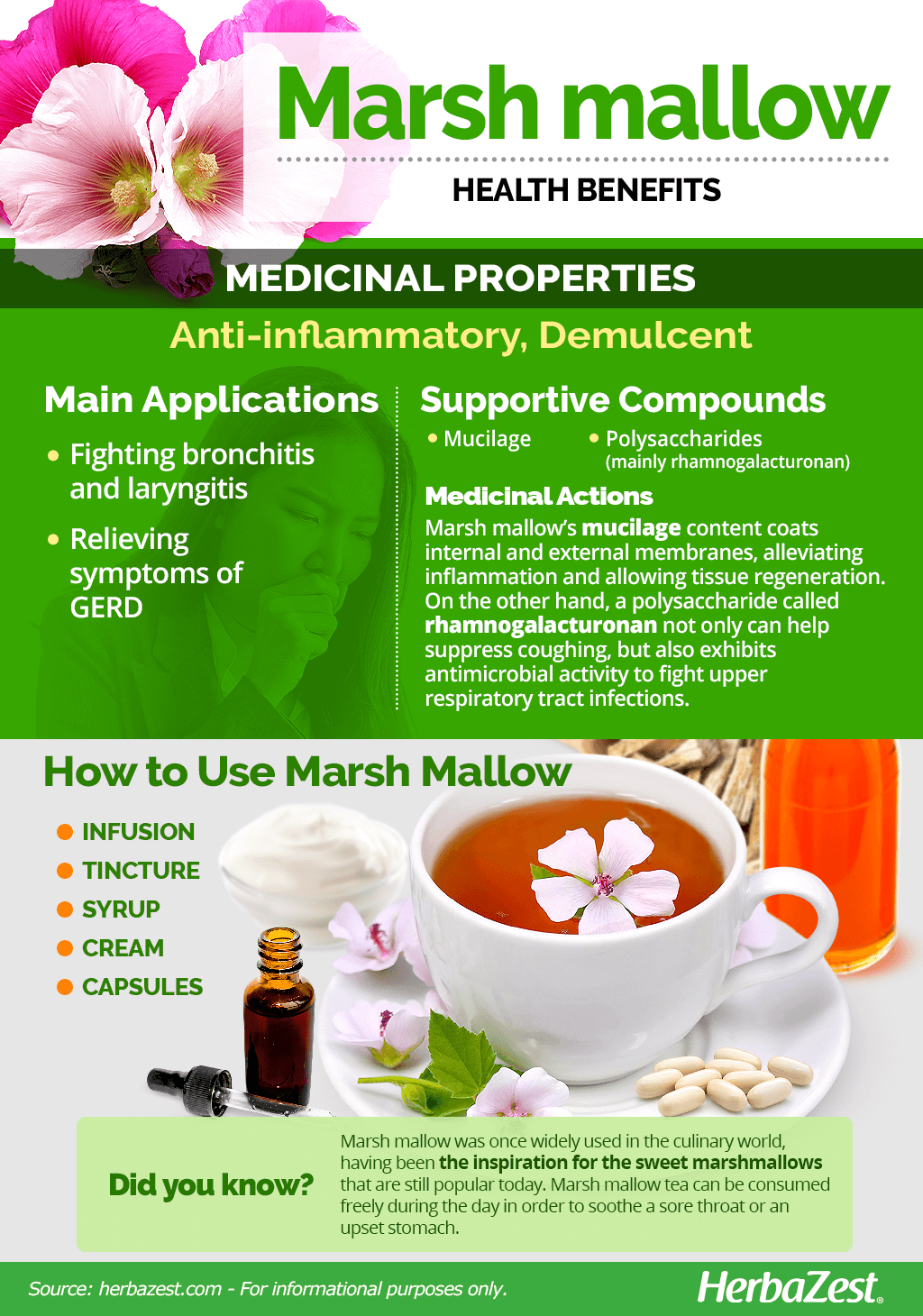 All About Marsh Mallow